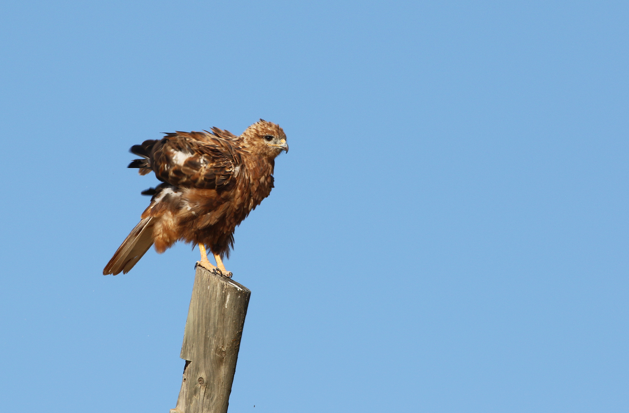 Long-legged Buzzard